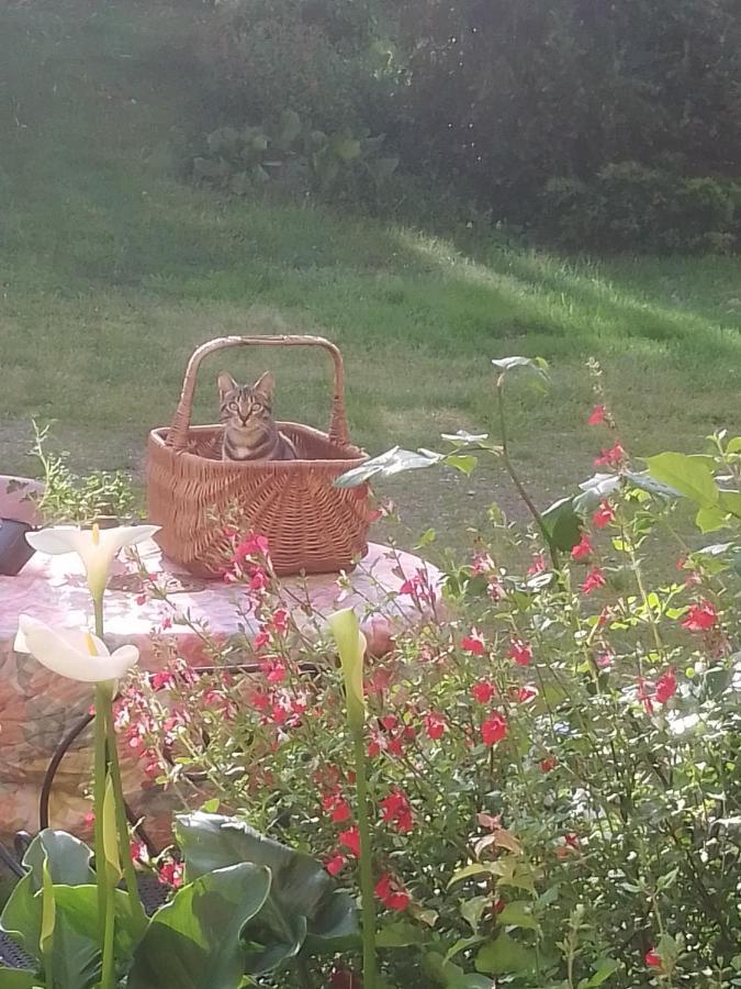 Gite L'Appel De La Foret Betplan Dış mekan fotoğraf